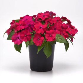 Impatiens Solarscape Magenta Bliss F1 Seed A20222463