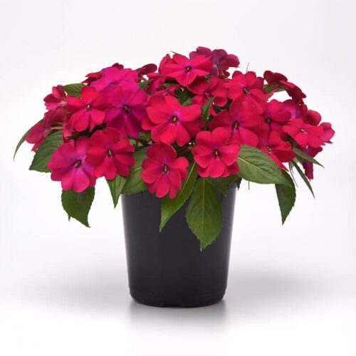 Impatiens Solarscape Magenta Bliss F1 Seed A20222463