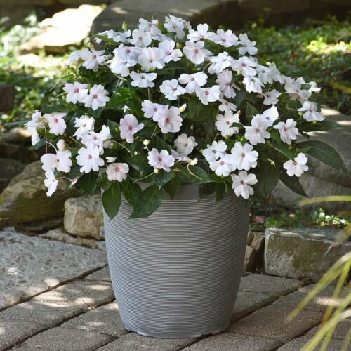 Impatiens Solarscape White Shimmer F1 Seed A20222465