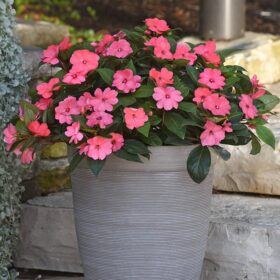 Impatiens Solarscape Xl Salmon Glow F1 Seed A20222466