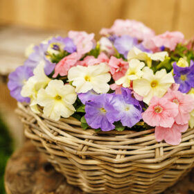 Petunia Limbo GP Pastel Mix F1 Seed A20222981