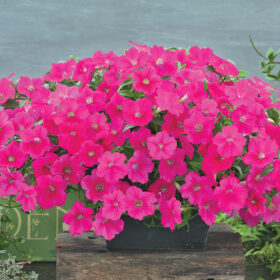 Petunia Opera Supreme Rose F1 Seed A20223007