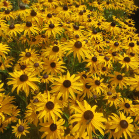 Rudbeckia Black Eyed Susa Goldblitz Seed A20222695