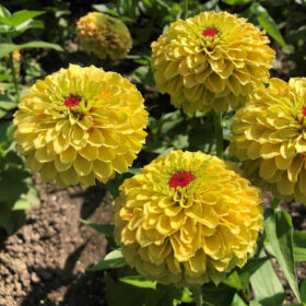 Zinnia Queeny Lemon Peach Seed A20223093