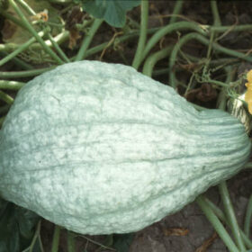 Squash Blue Hubbard Standard Seed A20221722