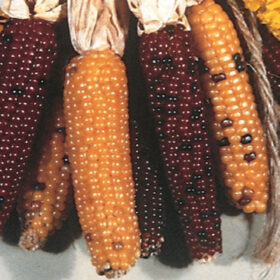 Ornamental Corn Indian Fingers Seed A20221180