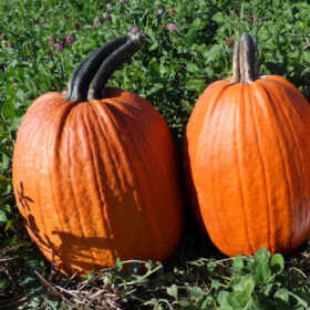 Pumpkin Ares F1 Seed A20221639