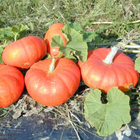 Pumpkin Cinderella Seed A20221675