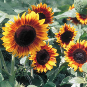 Sunflower Firecracker F1 Seed A20222782