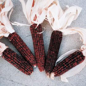 Ornamental Corn Bloody Butcher Seed A20221173