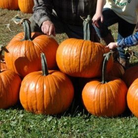 Pumpkin Rhea F1 Seed A20221992