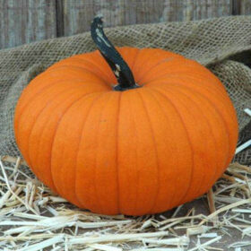 Pumpkin Flatso F1 Seed A20221661