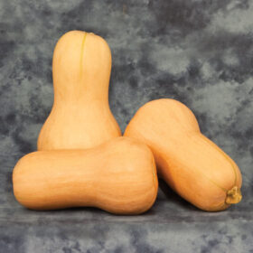 Squash Betternut 900 F1 Farmore Seed A20221720