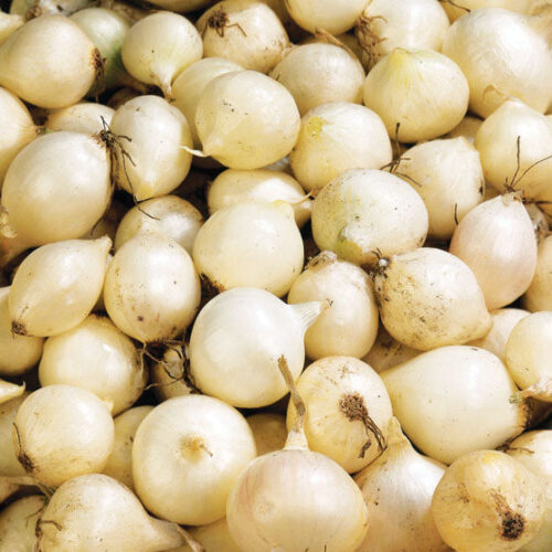 Onion Seed - White Ebenezer A20221545