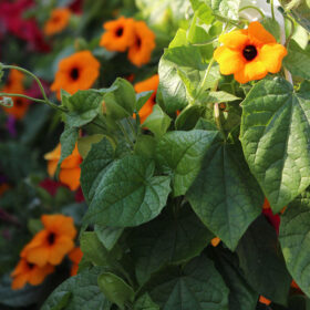 Thunbergia Susie Orange Seed A20222828