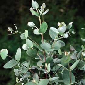 Eucalyptus Silver Drop Seed A20222351