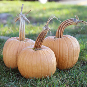 Pumpkin Hot Chocolate F1 Seed A20221667