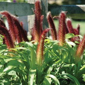 Ornamental Millet Jade Princess F1 Seed A20222575