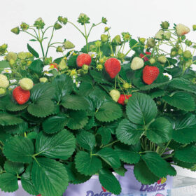 Strawberry ABZ Delizz F1 Seed A20222769