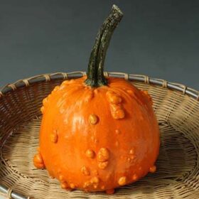 Pumpkin Toad F1 Seed A20222018