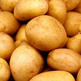 Potato Yukon Gold A20221633