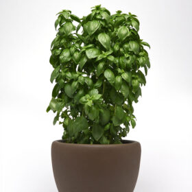 Basil Everleaf Emerald Towers Seed A20221346