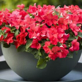 Impatiens Imara XDR Salmon Shades F1 Seed A20222445