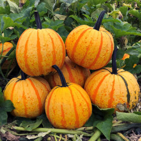 Pumpkin Fireball F1 Seed A20221659