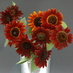 Sunflower Infrared Mix F1 Seed A20222788