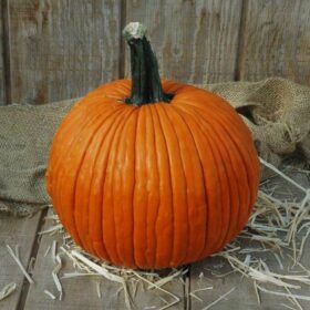 Pumpkin Mrs. Wrinkles F1 Seed A20221976