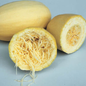 Squash Vegetable Spaghetti Seed A20222060
