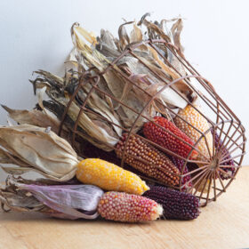 Ornamental Corn Strawberry De-Lite Seed A20221185