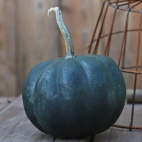 Pumpkin Midnight F1 Seed A20221972