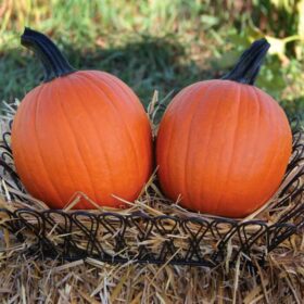 Pumpkin Mischief F1 Seed A20221974