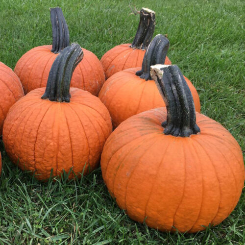Pumpkin Secretariat F1 Seed A20222009