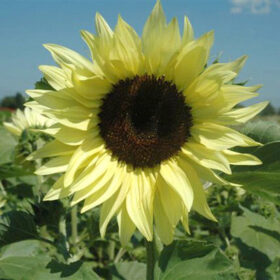 Sunflower Buttercream F1 Seed A20222779