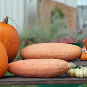 Squash Jumbo Pink Banana Seed A20221754