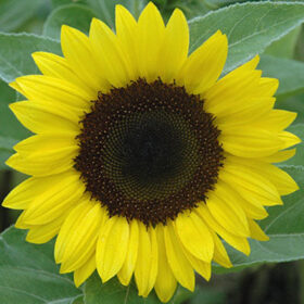 Sunflower Sunrich Summer Lemon F1 Seed A20223043