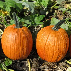 Pumpkin Jason F1 Seed A20221994