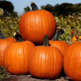 Pumpkin Zeus F1 Seed A20222023