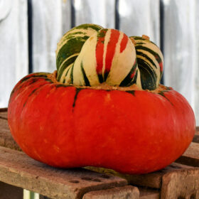 Gourd Turk's Turban Seed A20221290