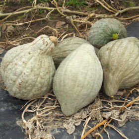 Squash Blue Hubbard (New England Strain) Seed A20221721
