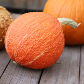 Squash Red Warty Thing Seed A20222038