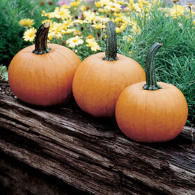 Pumpkin Hybrid Pam F1 Seed A20221681