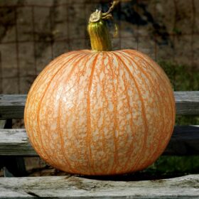 Pumpkin One Too Many Seed A20221982
