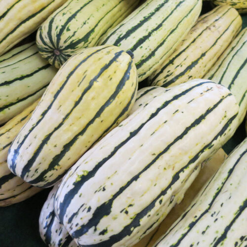 Squash Delicata Seed A20221760