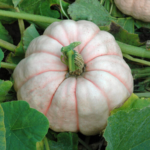 Pumpkin Porcelain Doll F1 Seed A20222006