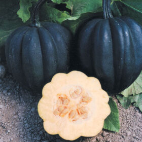 Squash Autumn Delight F1 Seed A20221716