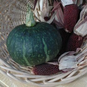 Squash Special Export F1 Seed A20222067