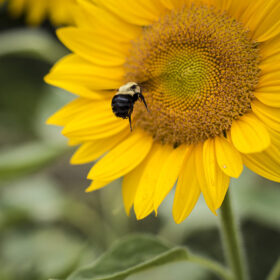 Sunflower Vincent's Fresh F1 Seed A20223052